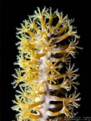 I love the polyp detail of tip of this sea rod. Like a mi... by Zaid Fadul 